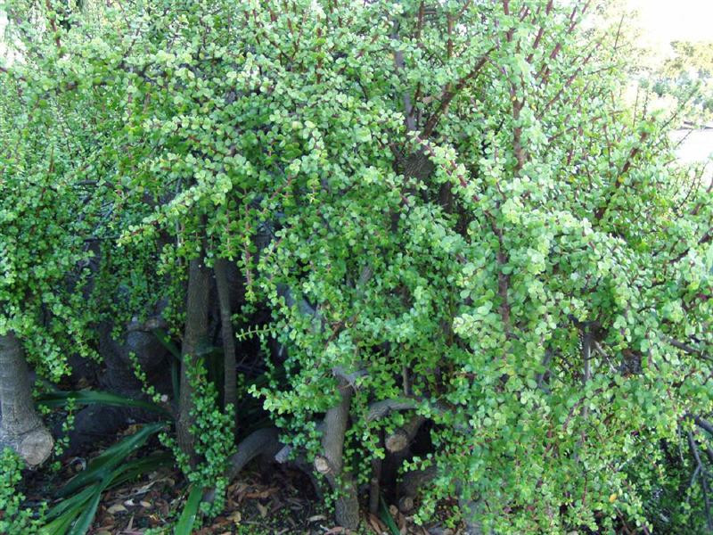 portulacaria afra (Medium)