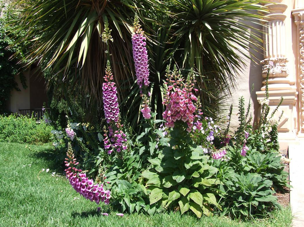 digitalis purpurea