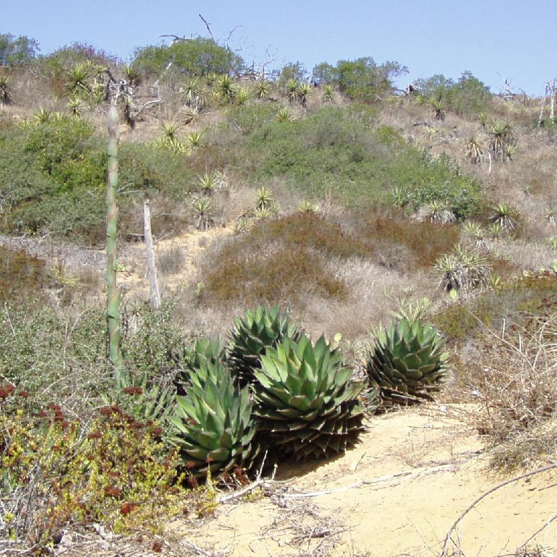 shaws agave