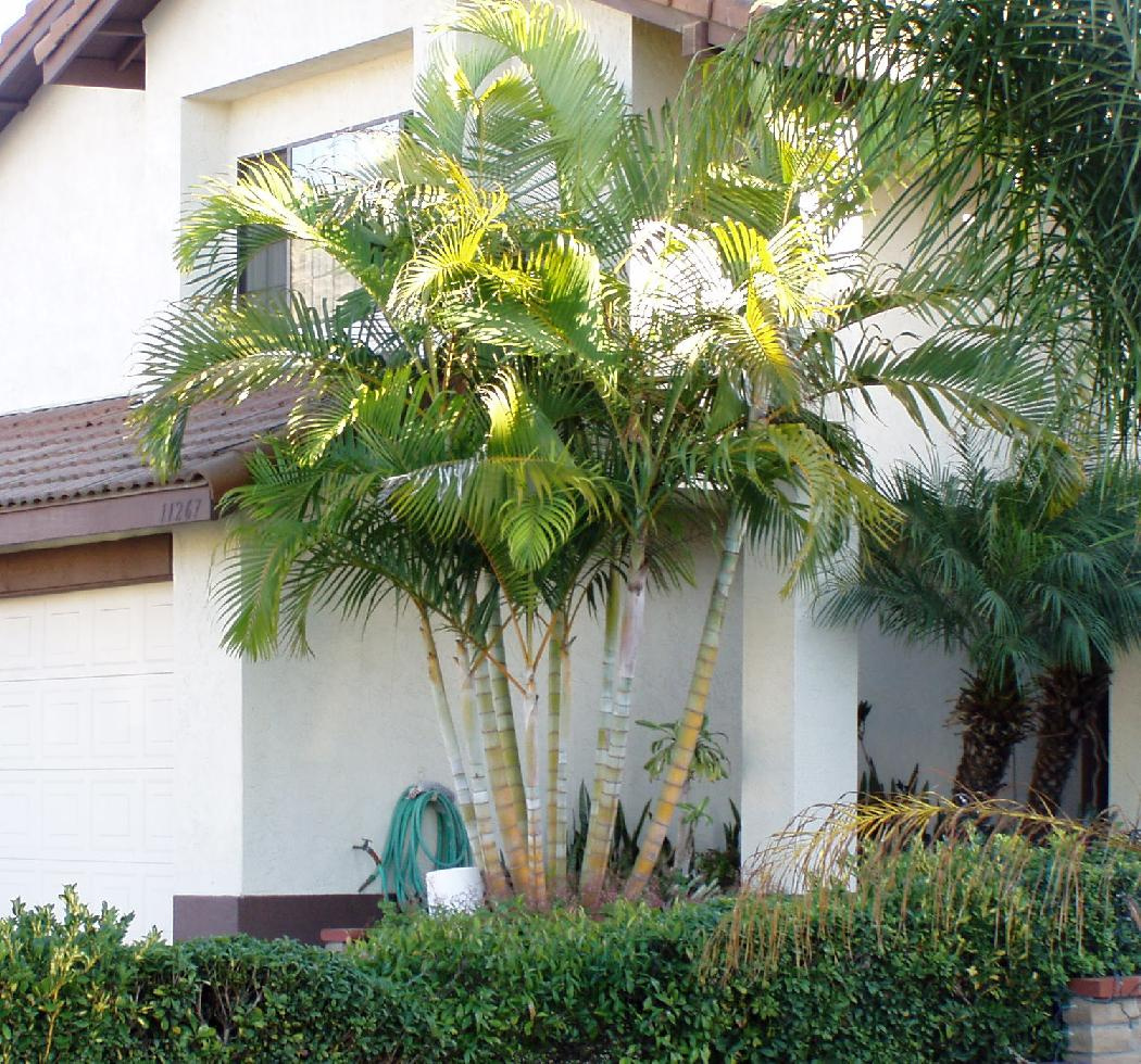 cane palm