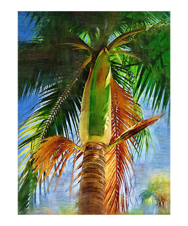 palm-images-dictyosperma-album-hurricane-palm-tree--tropical-col