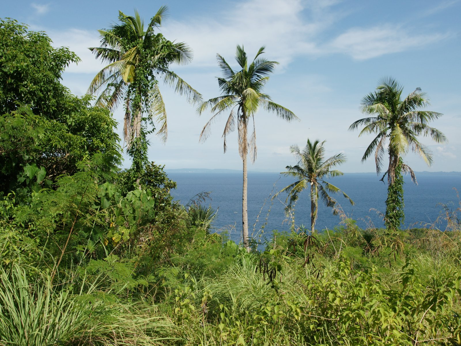 palms-ocean-view-dsc04660-wp