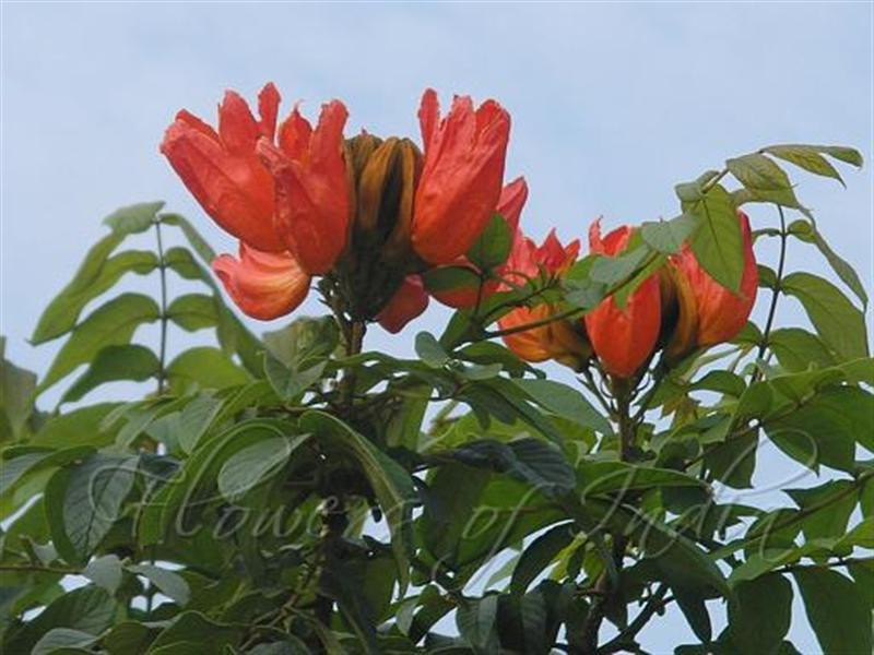 African Tulip Tree (Medium)