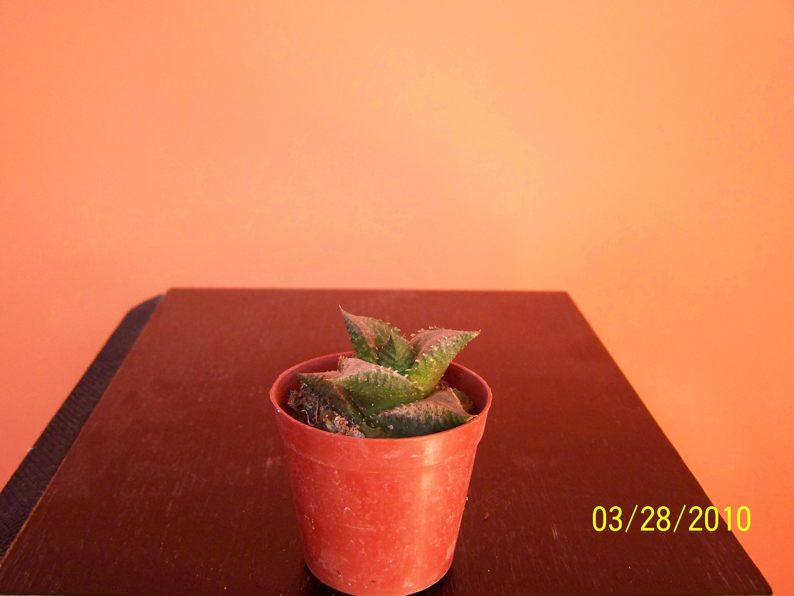 Haworthia tessellata