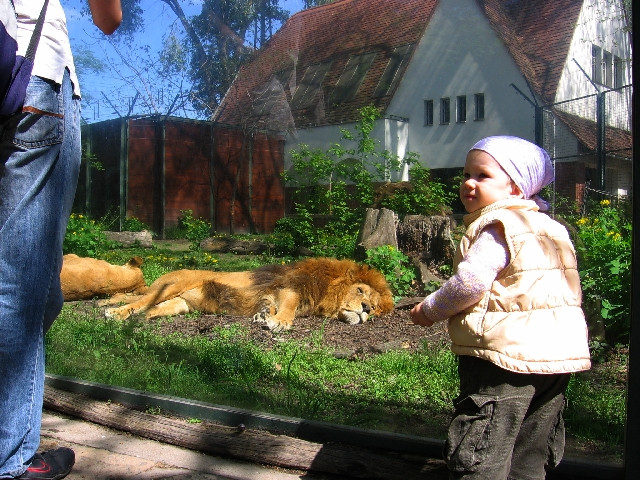 állatkert tour / az oroszlán ugrani készül