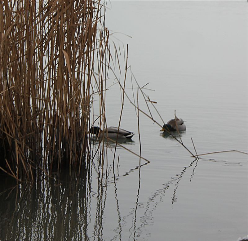 Balatonfüred tél 2013 január 076