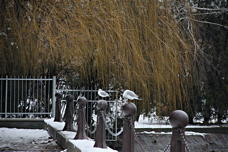 Balatonfüred tél 2013 január 077