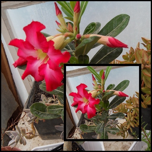 Adenium