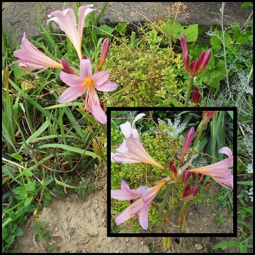 nerine