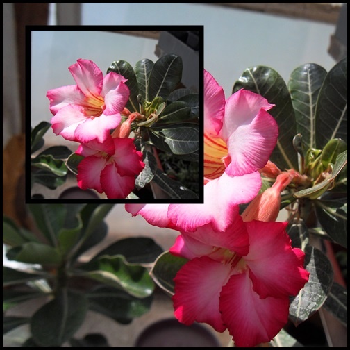 Adenium....