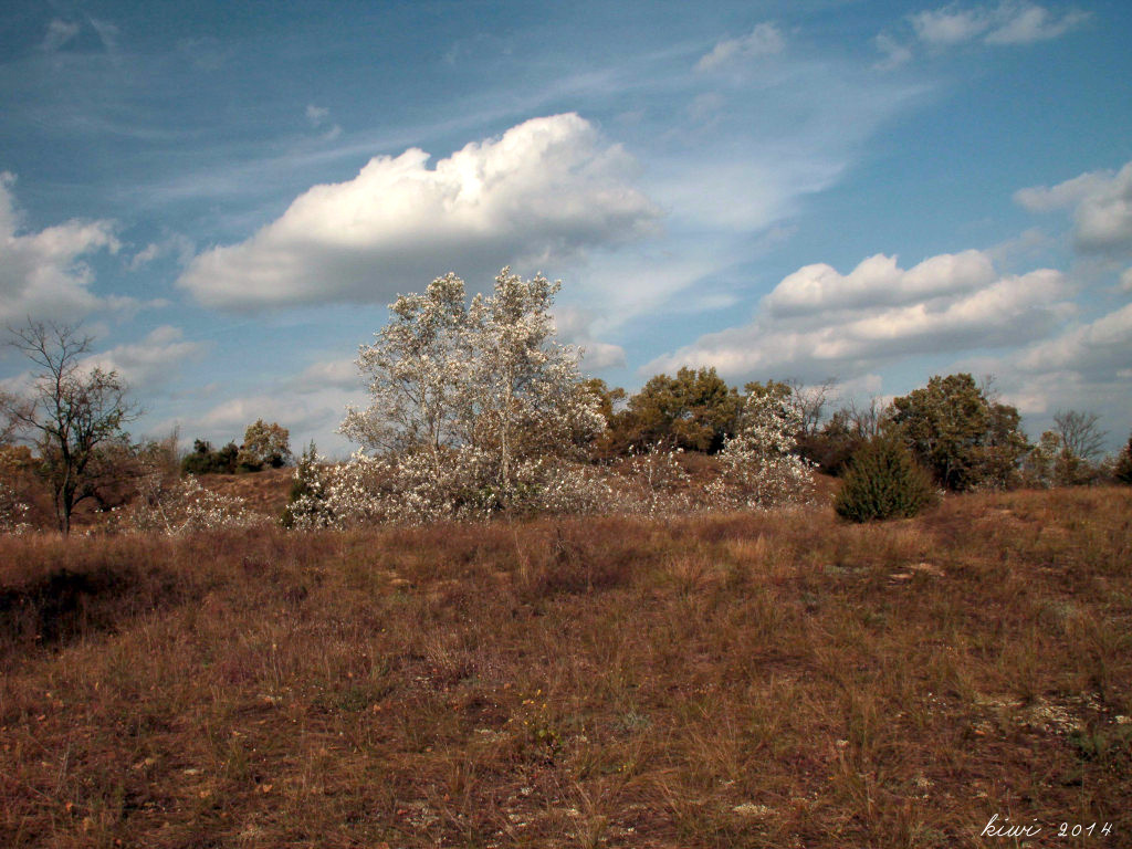 homokpuszta (Fülöpháza)