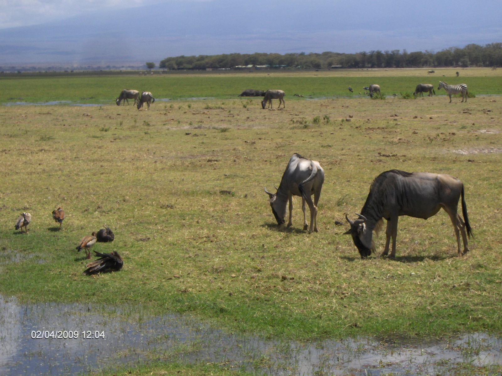 Kenya Amboseli7681 (23)