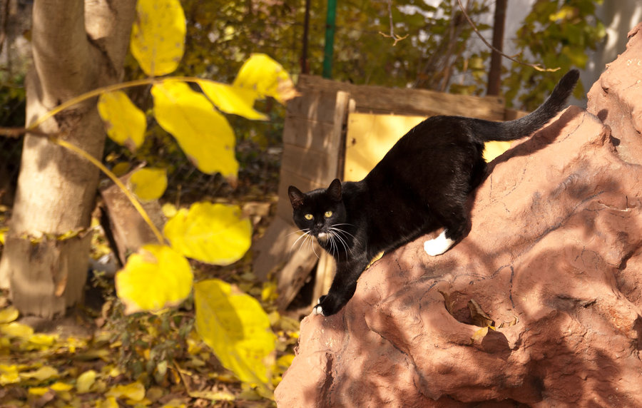 chat dans le jardin de rocaille by lordradi-d5kqybw