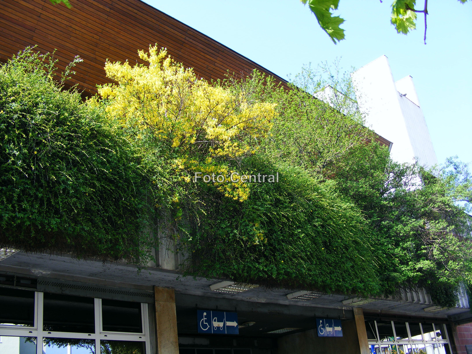 Minden évben,április közepén nyílik az aranyeső,Sopron állomás f