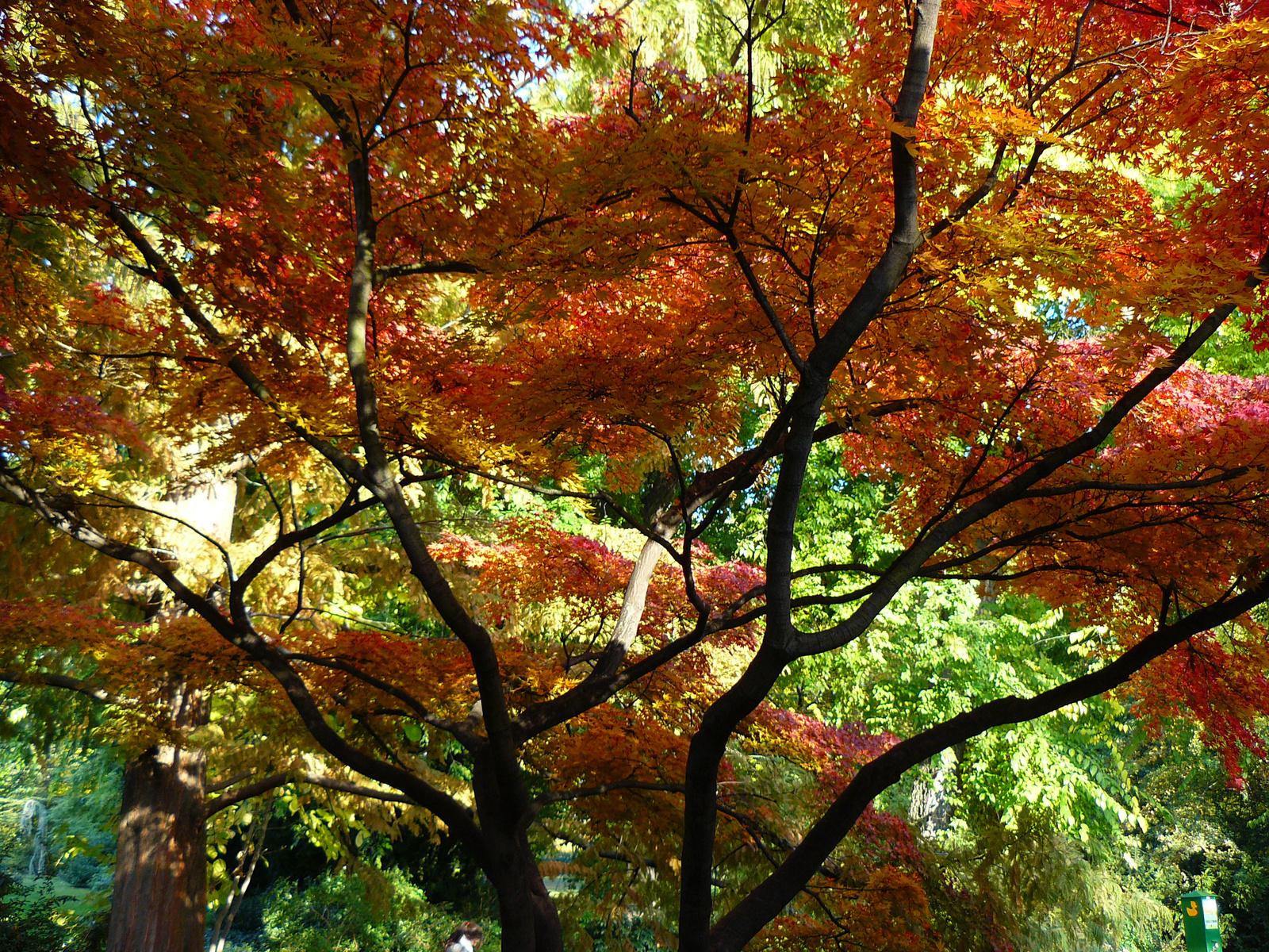 Margitsziget, Japán kert