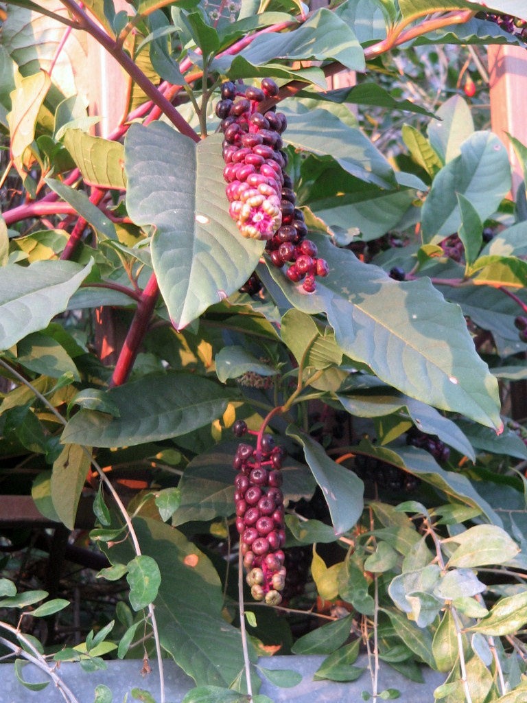 Alkörmös (Phytolacca americana),