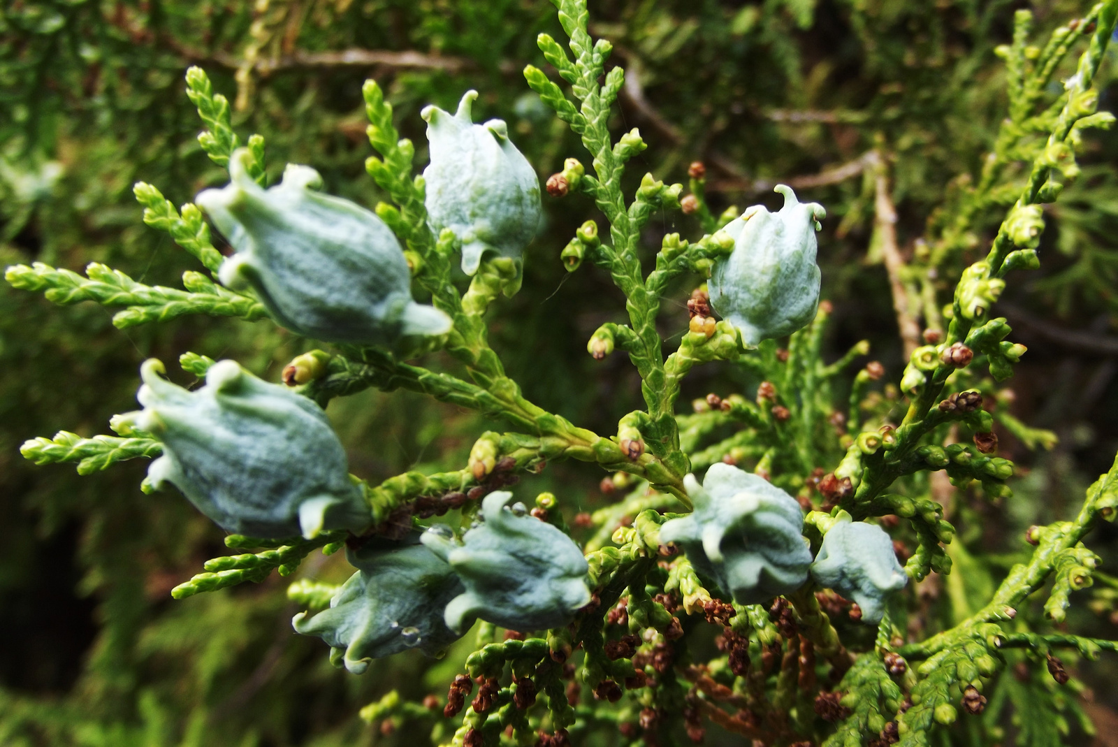 Thuja ( keleti életfa)