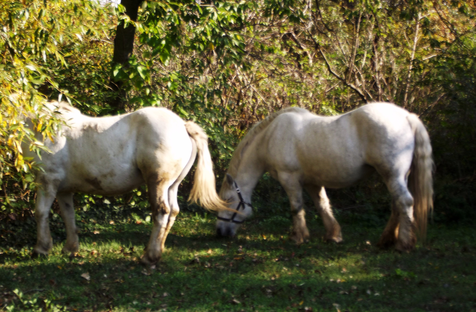 Magyar hidegvérű lovak