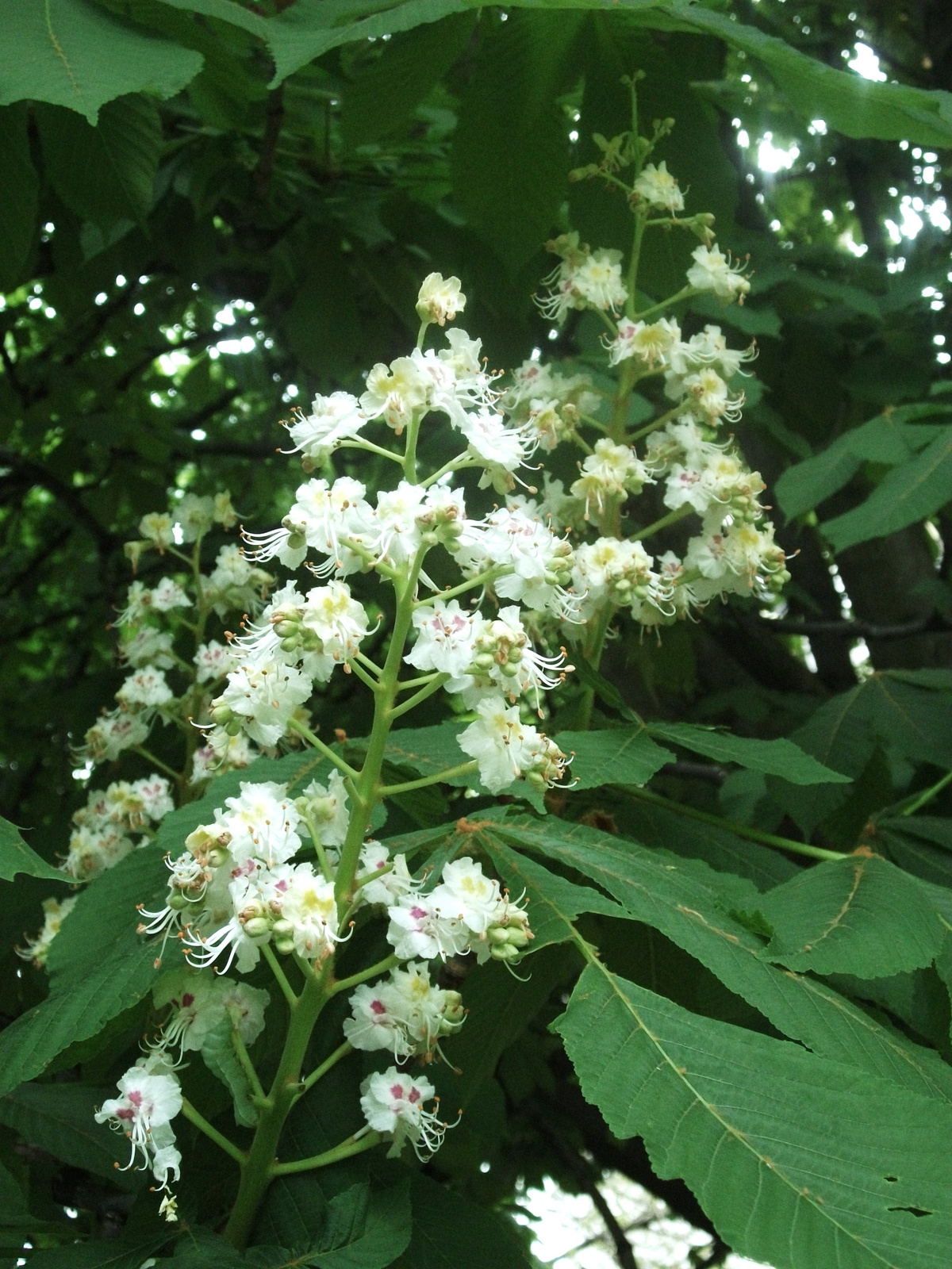 Vadgesztenye - virág