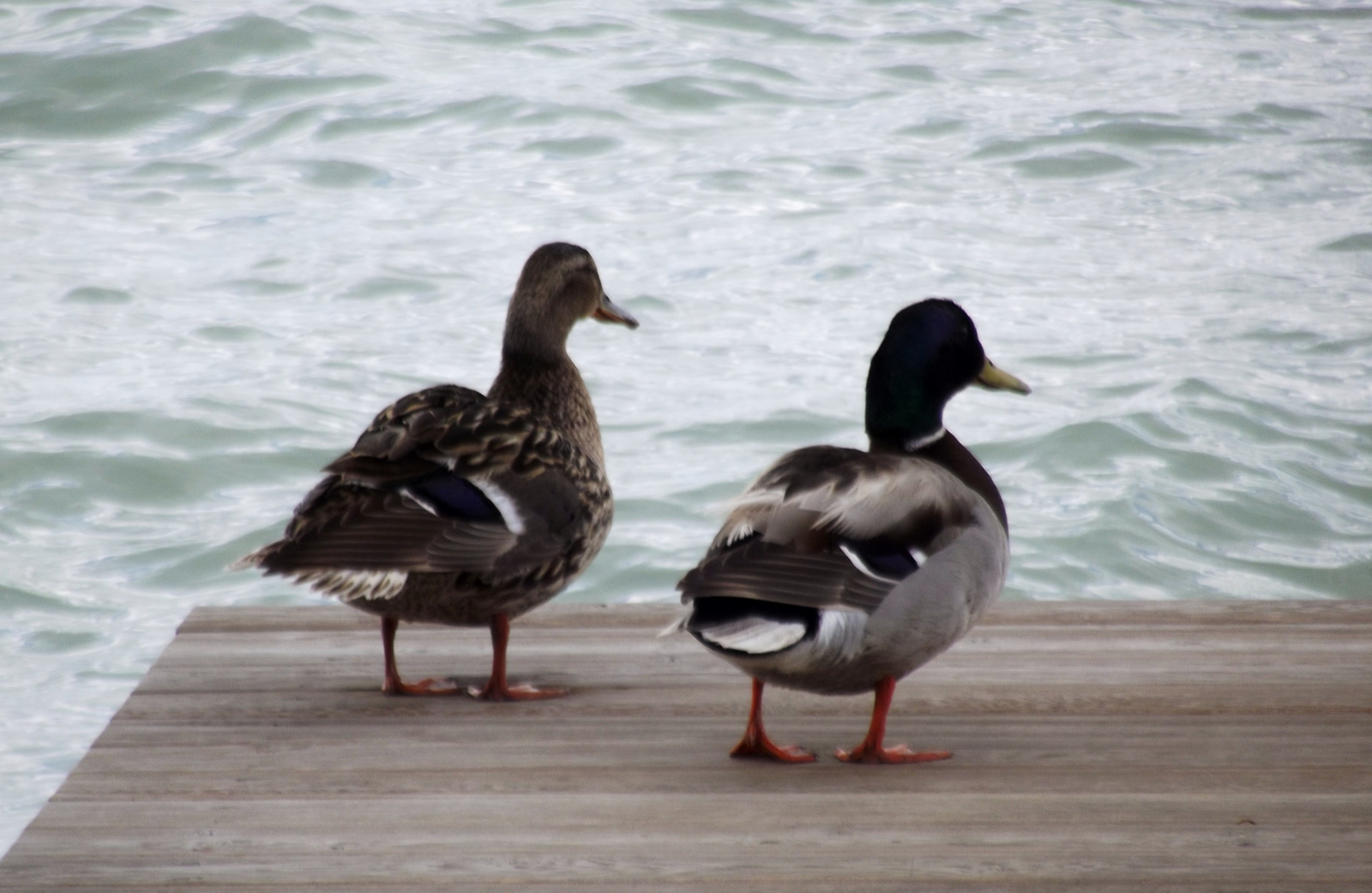 Párban a Balatonnál