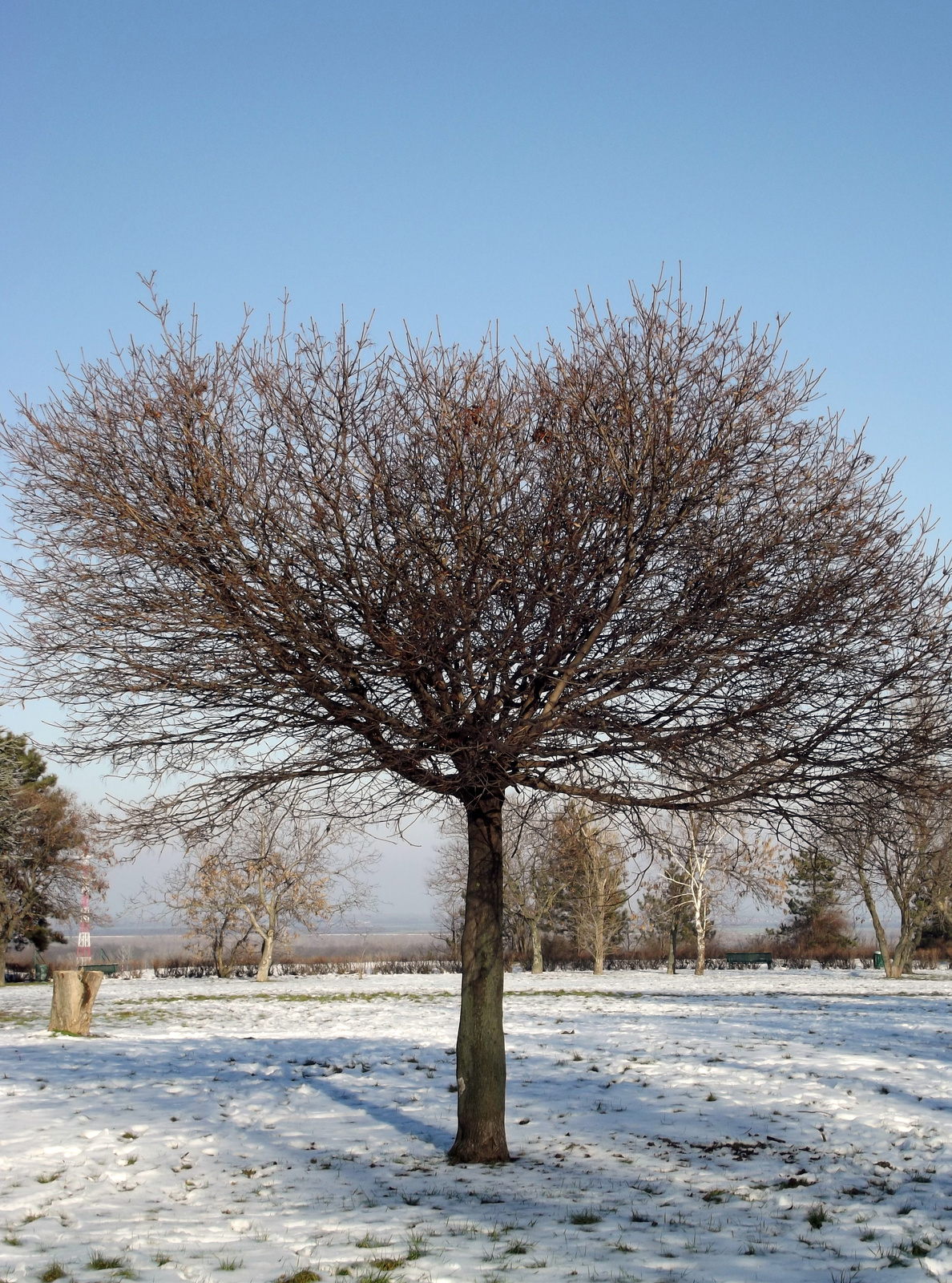 Napsütésben