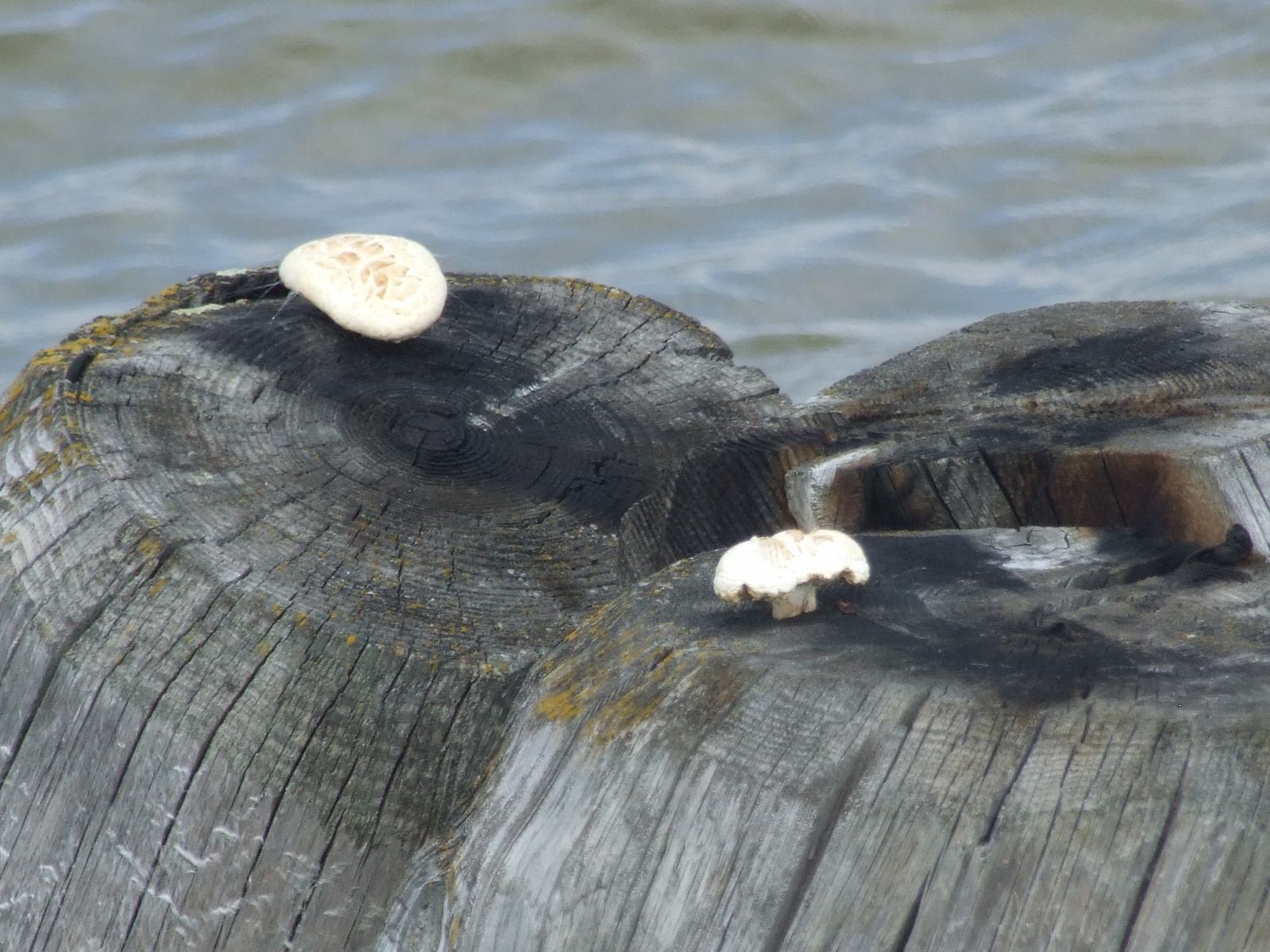 Gomba a kikötőfán (Fertőmeggyes)