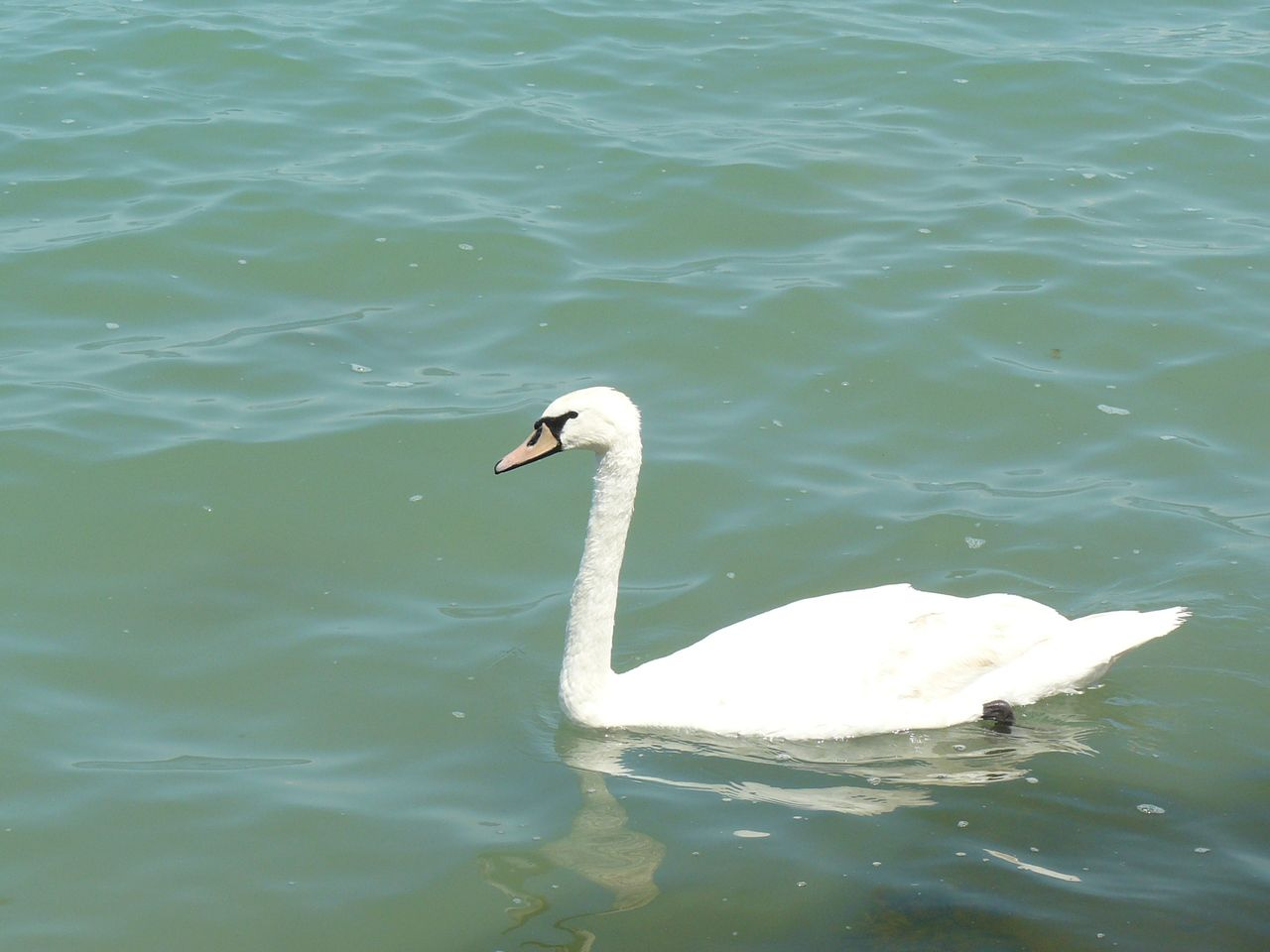 2009.06.05-08 Siófok 330