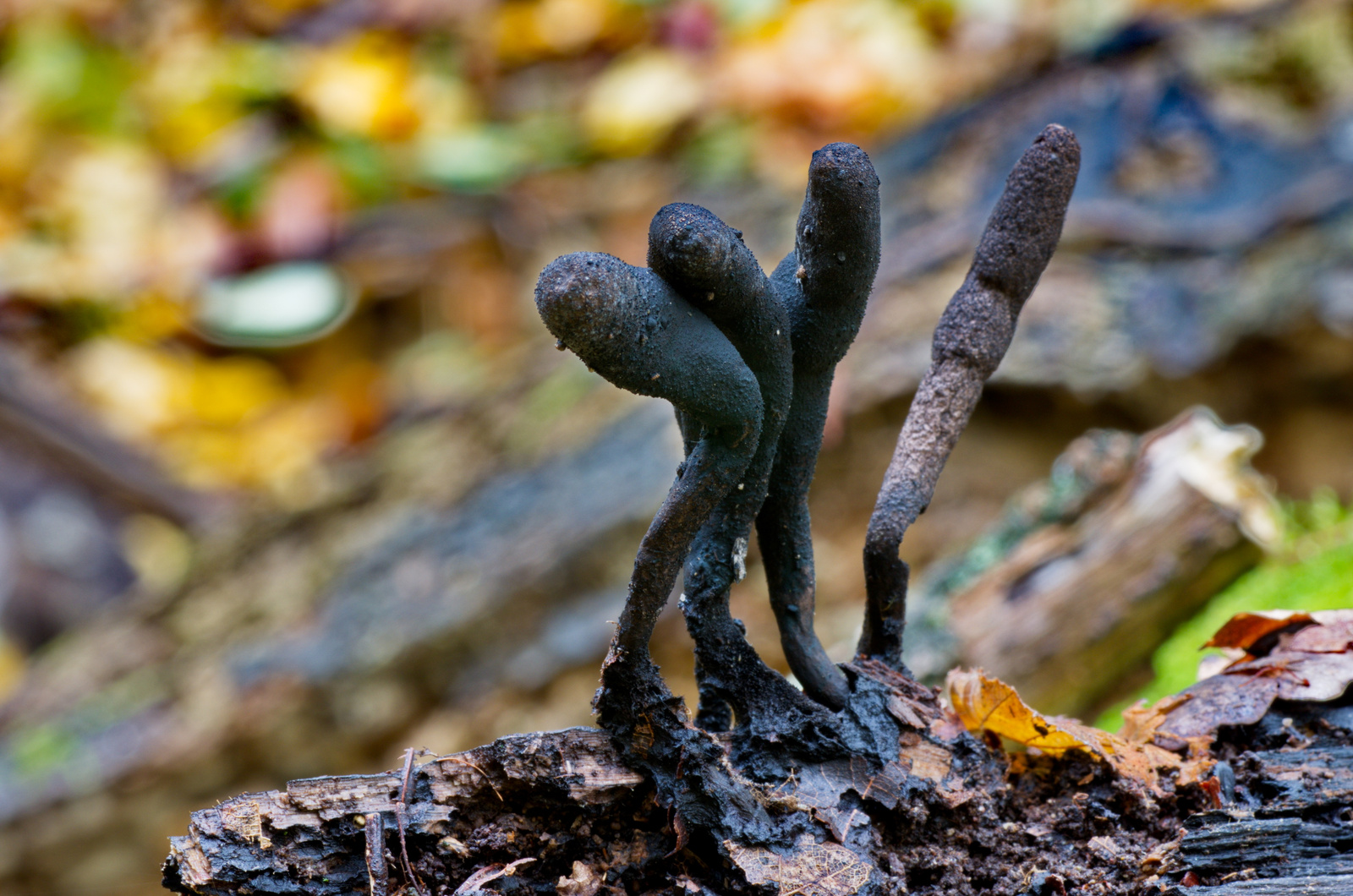 Dead Man's Fingers