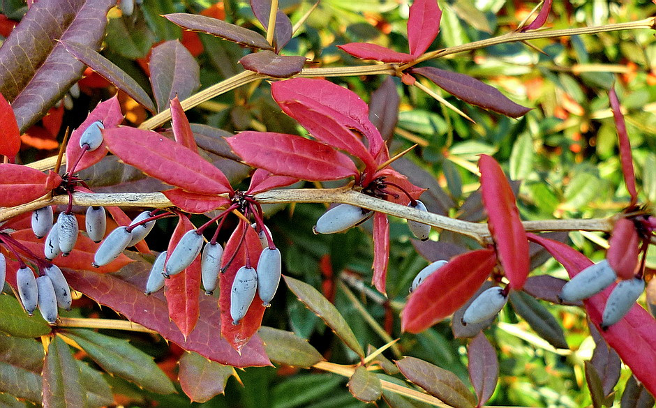 Az ősz színei (Júlia borbolya)