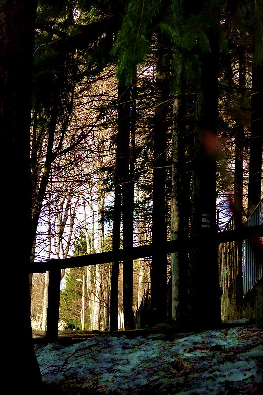 Séta az erdőben