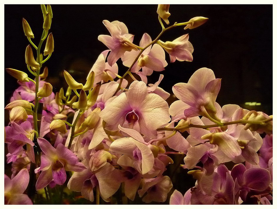 Orchidea - 1.