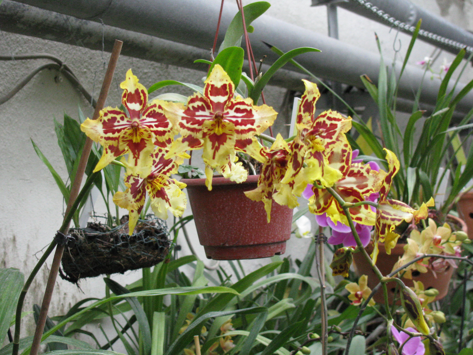 orhideák2010 002