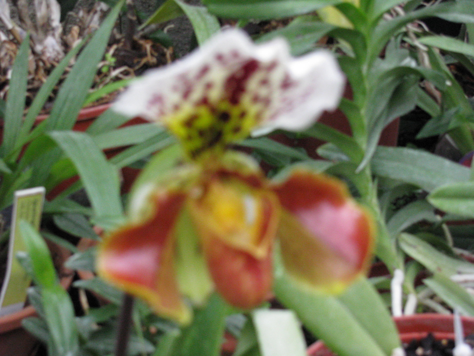 orhideák2010 004