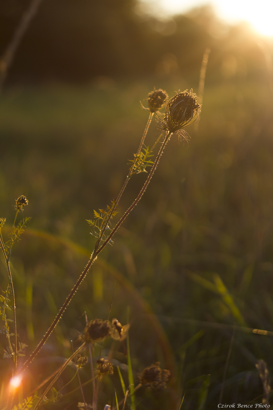 Helios 44-M4