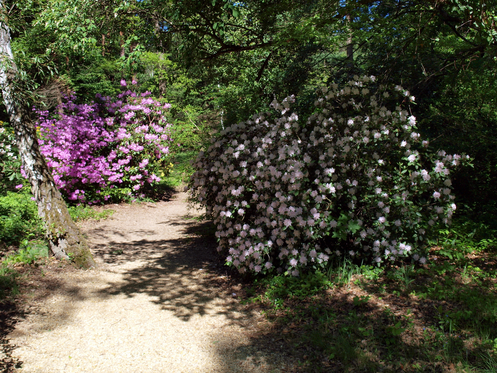 Jeli Arborétum