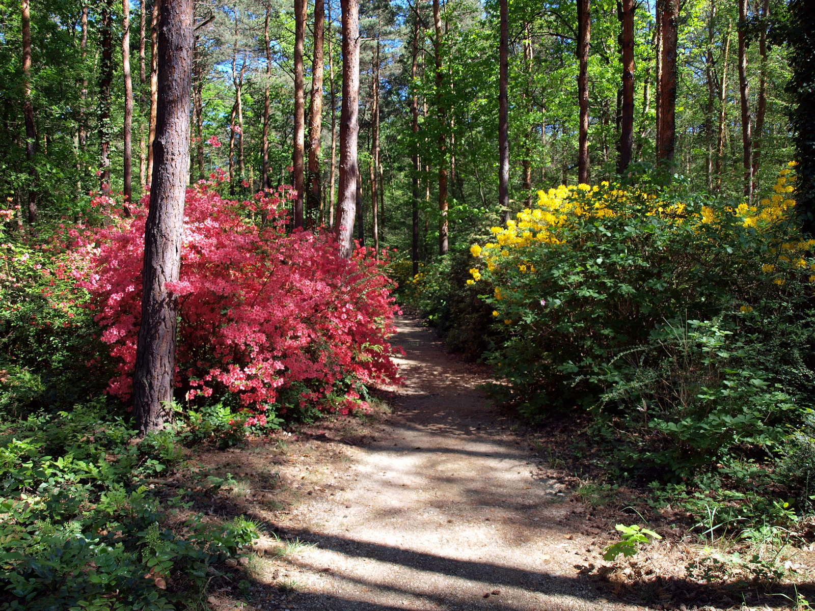 Jeli Arborétum