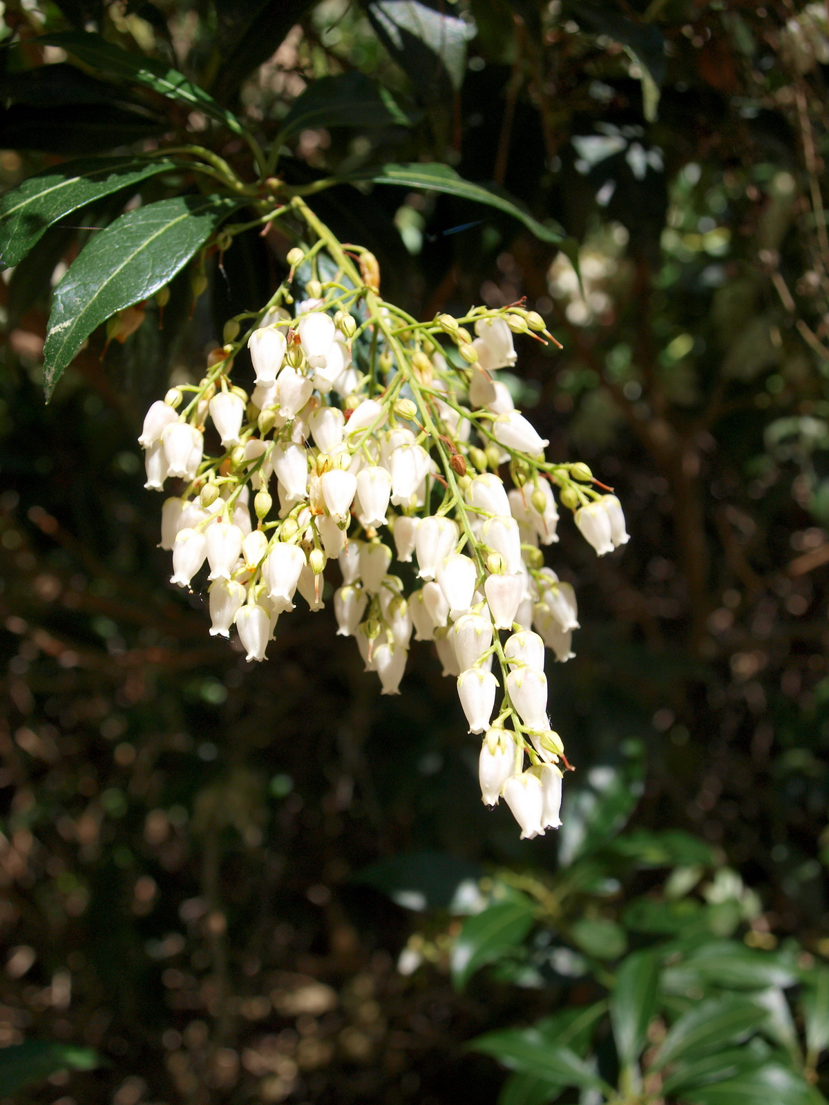 Jeli Arborétum