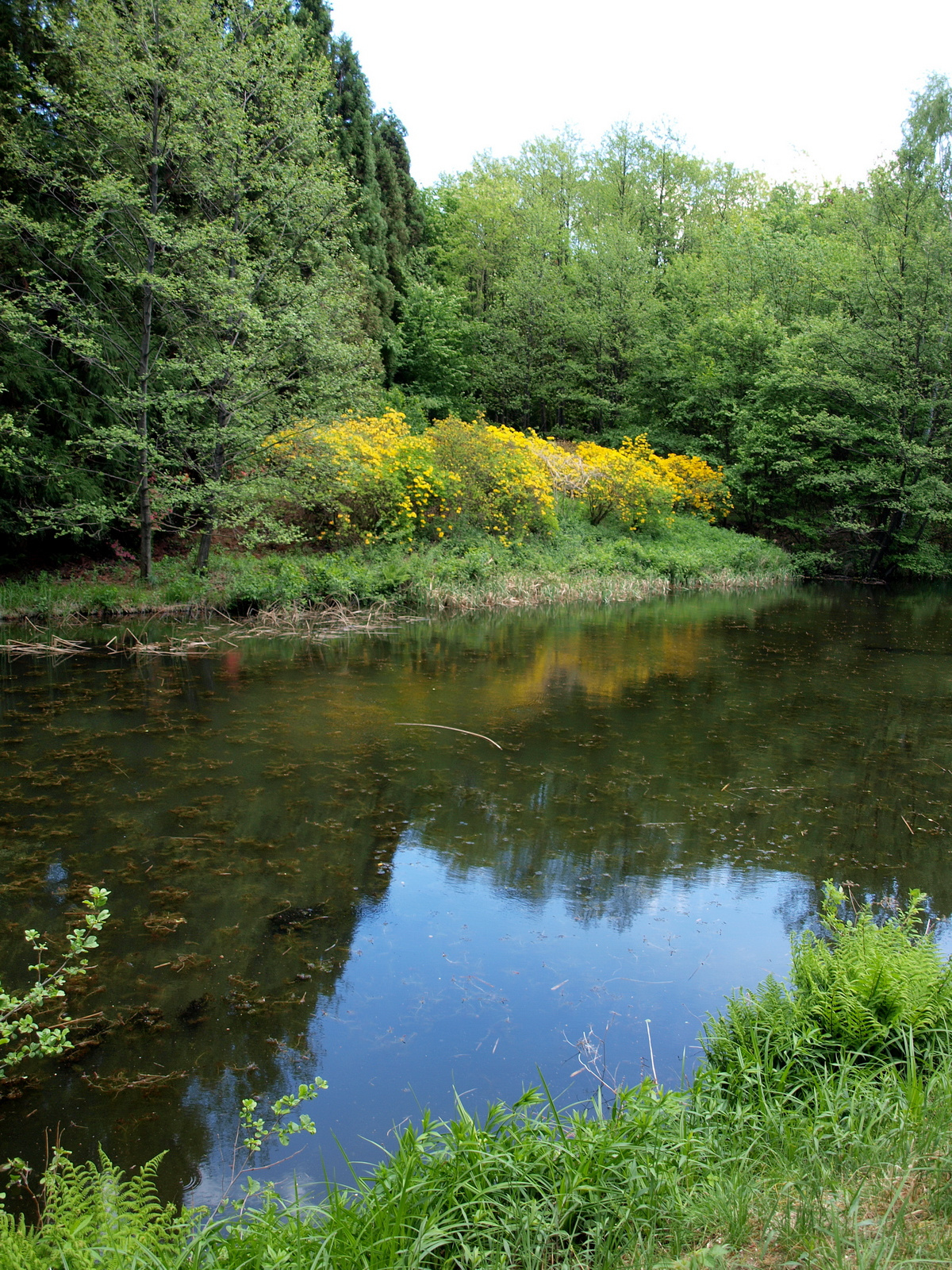 Jeli Arborétum