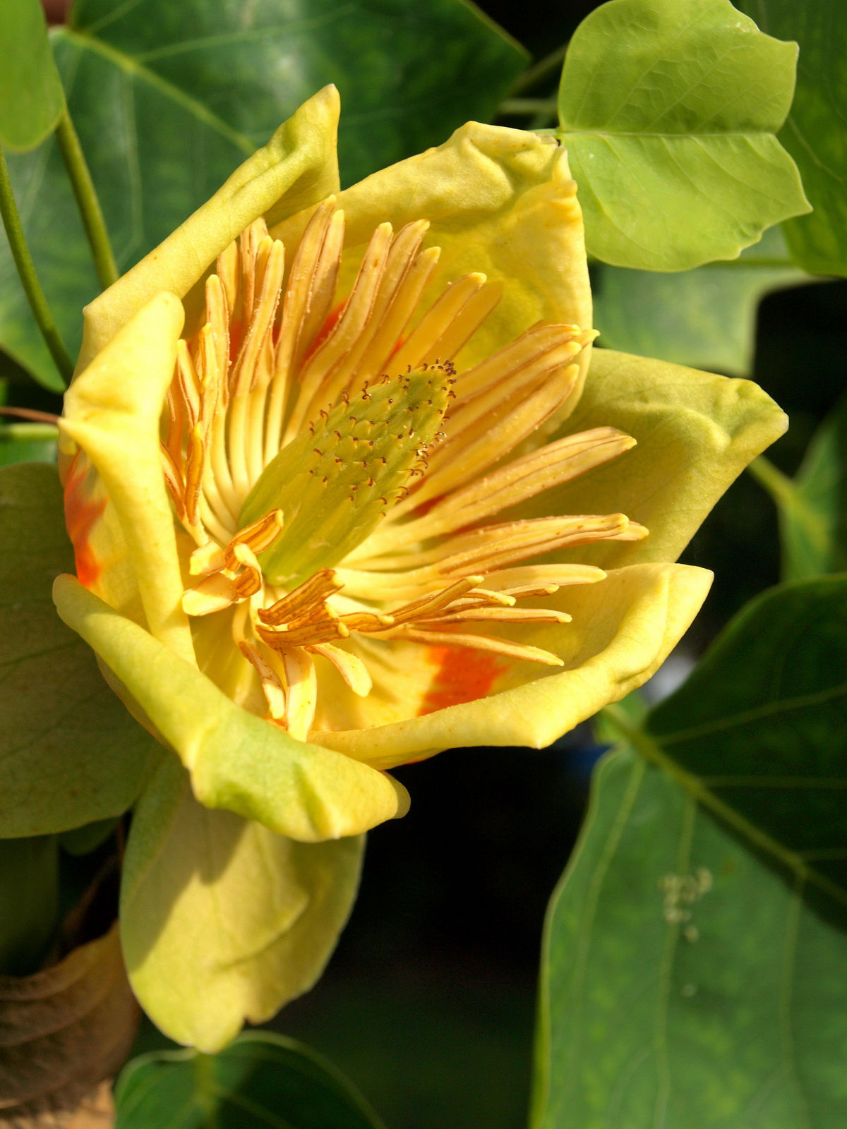 Tulipánfa (Liriodendron tulipifera)