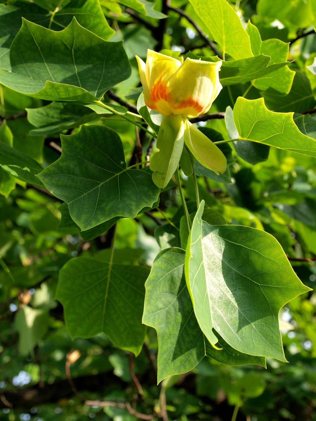 Tulipánfa (Liriodendron tulipifera)