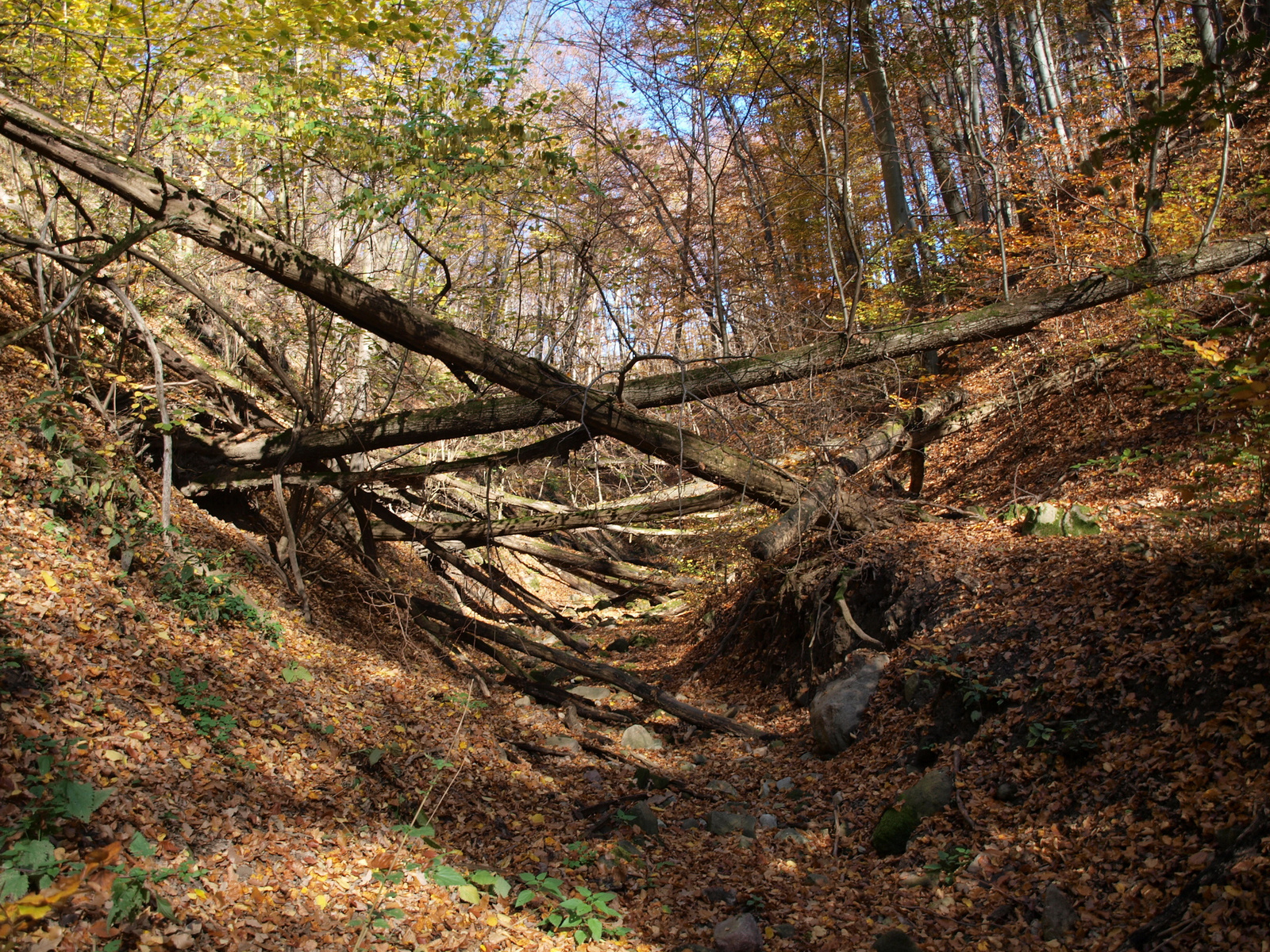 Salabasinai-árok