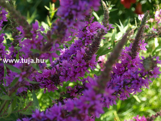 Réti füzény - Lythrum salicaria