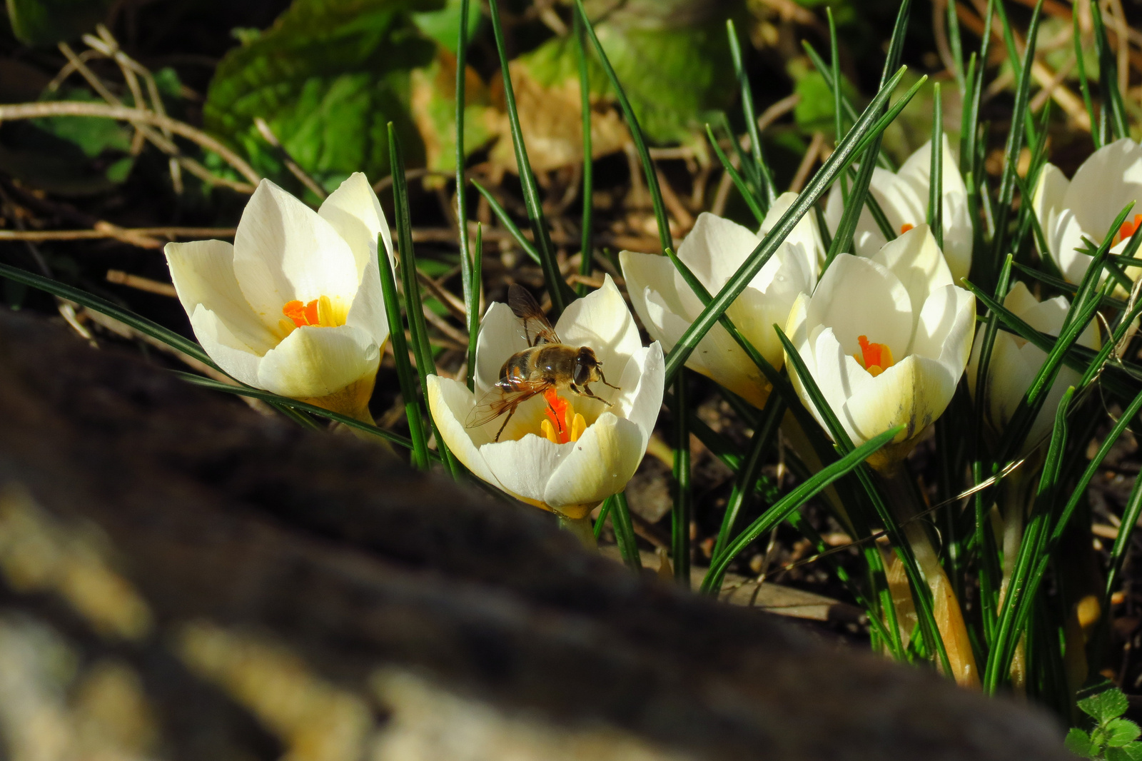 Crocusok és a Zümi