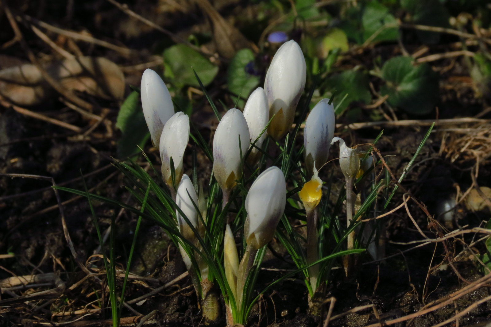 Crocusok