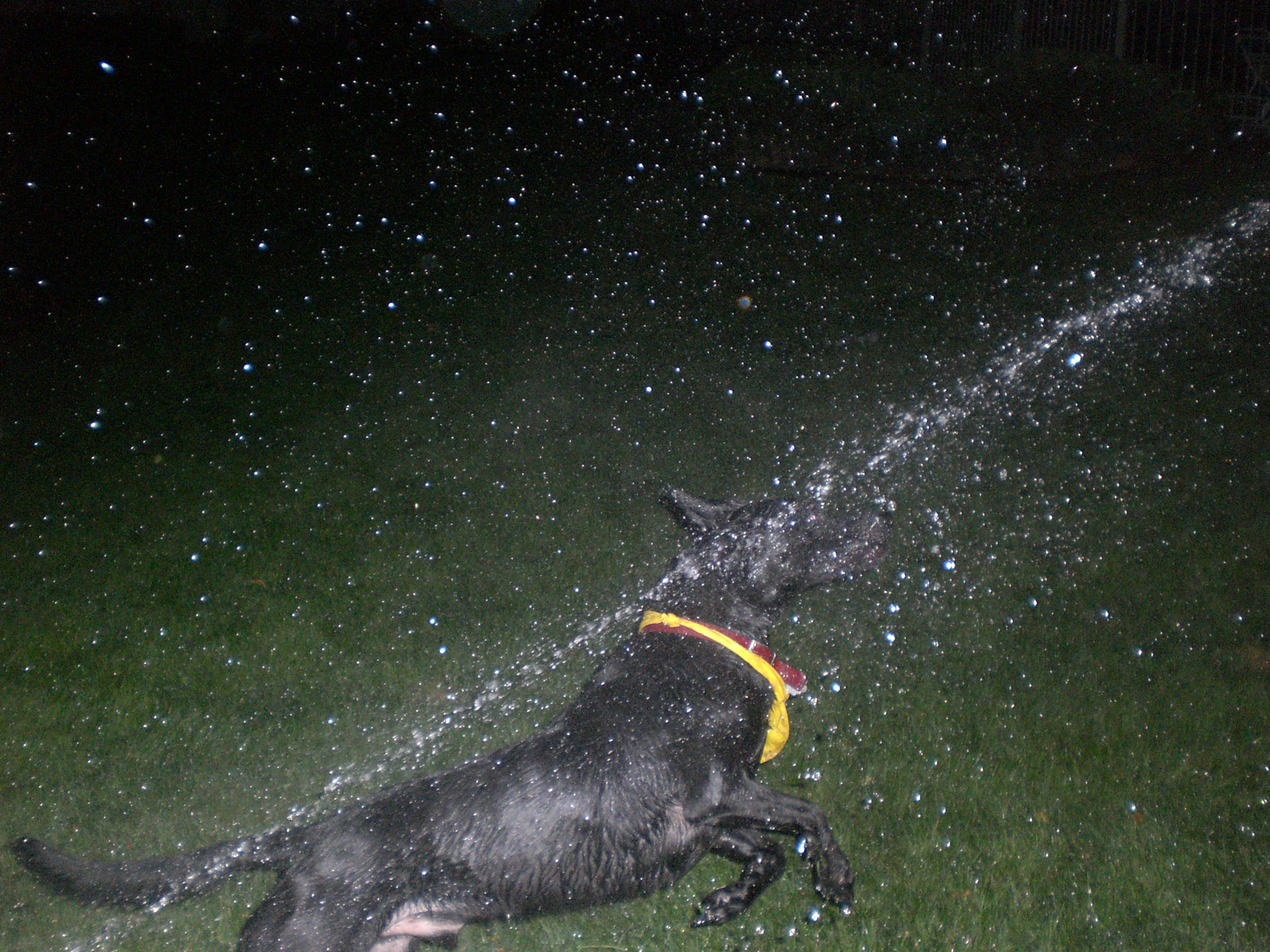 simon&the sprinkler