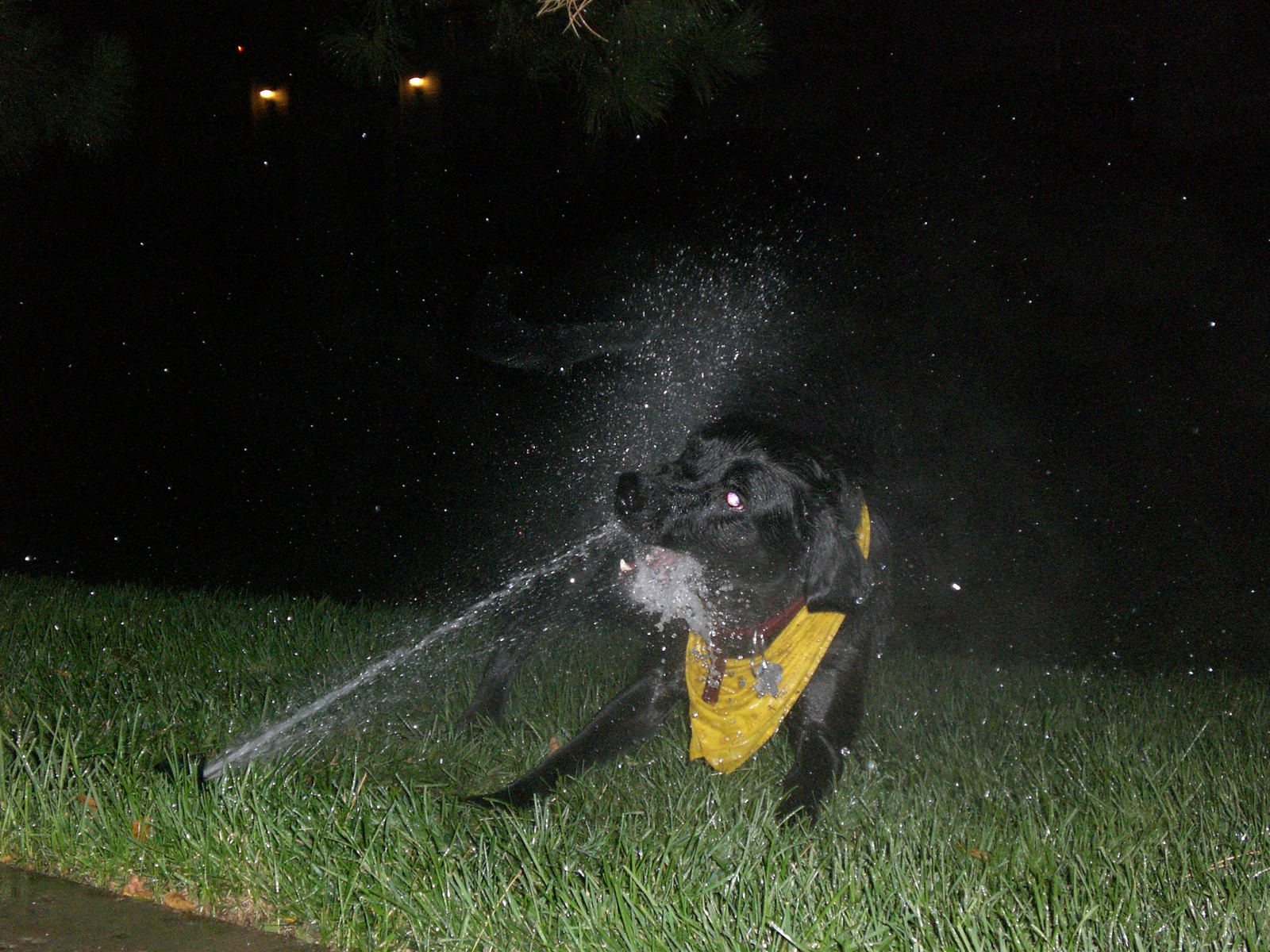 simon&the sprinkler