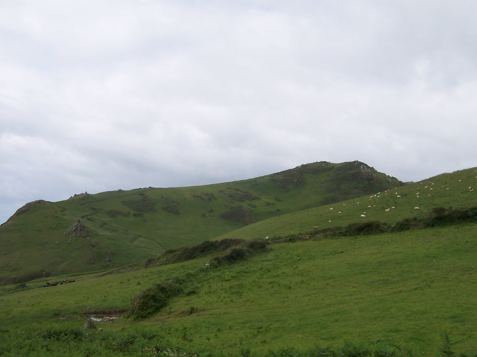 Salcombe Hills + bárányok