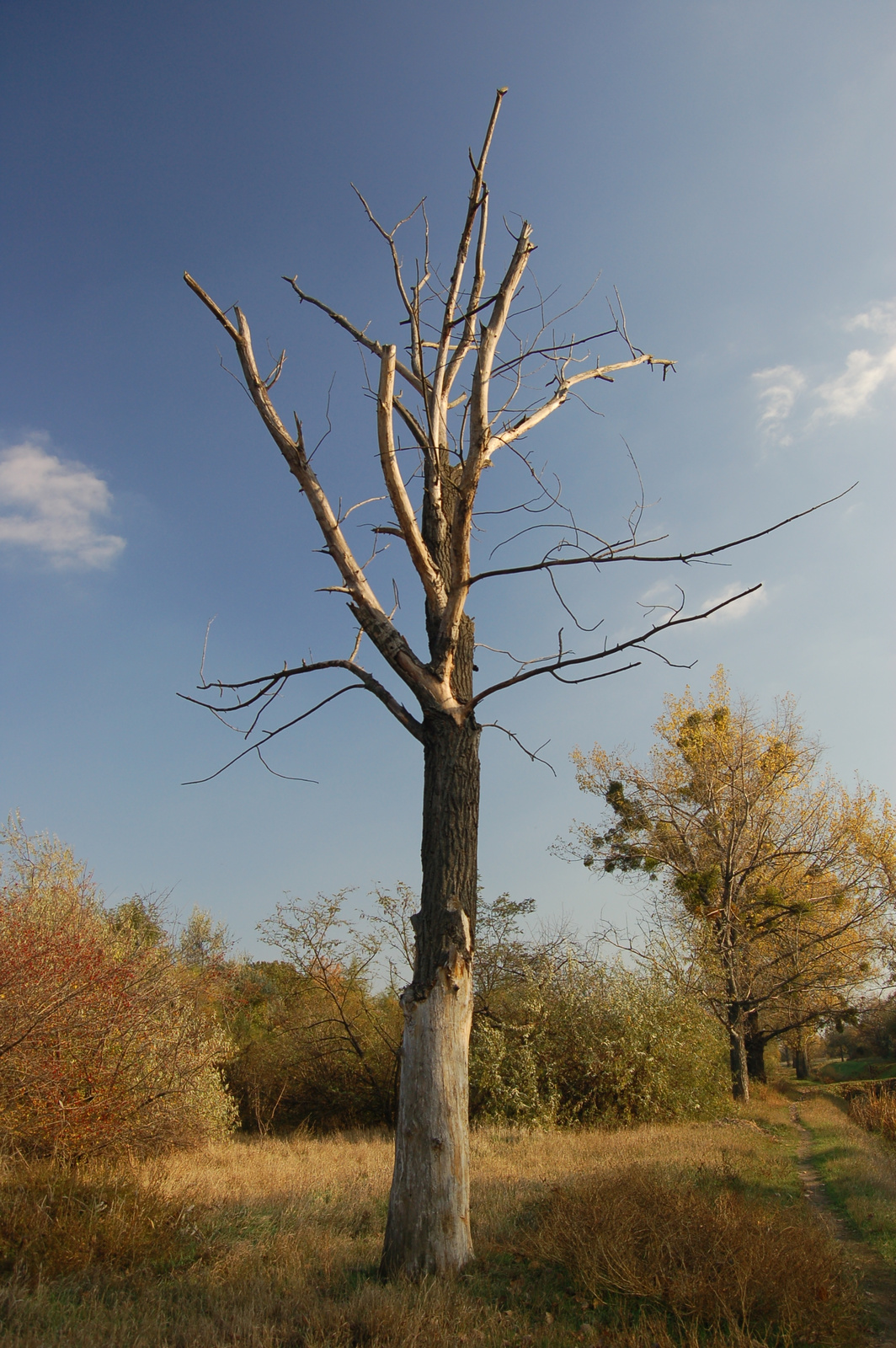 2009-6013-Kiserdő