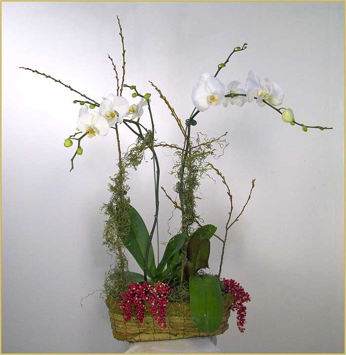 orchid-basket-DSCN0004-copy