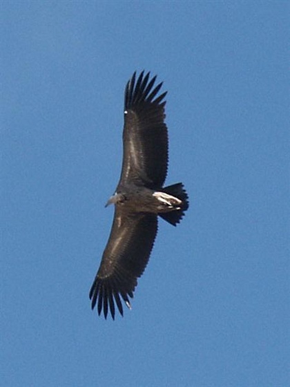 b-himalayan-griffon (Medium)